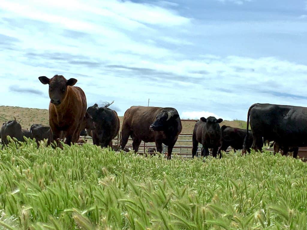 Grass Fed Beef Seattle Washington