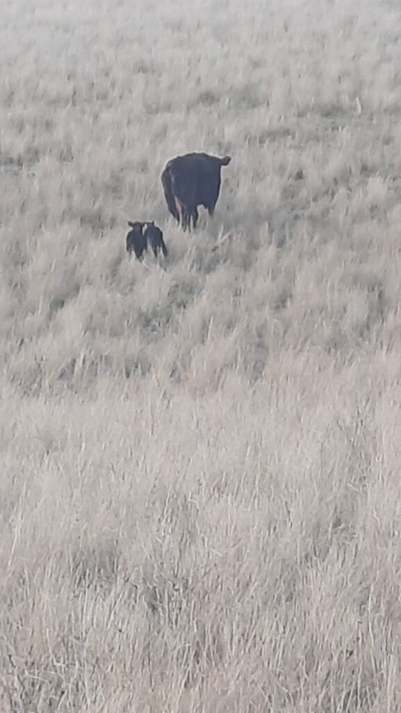 Washington State Beef