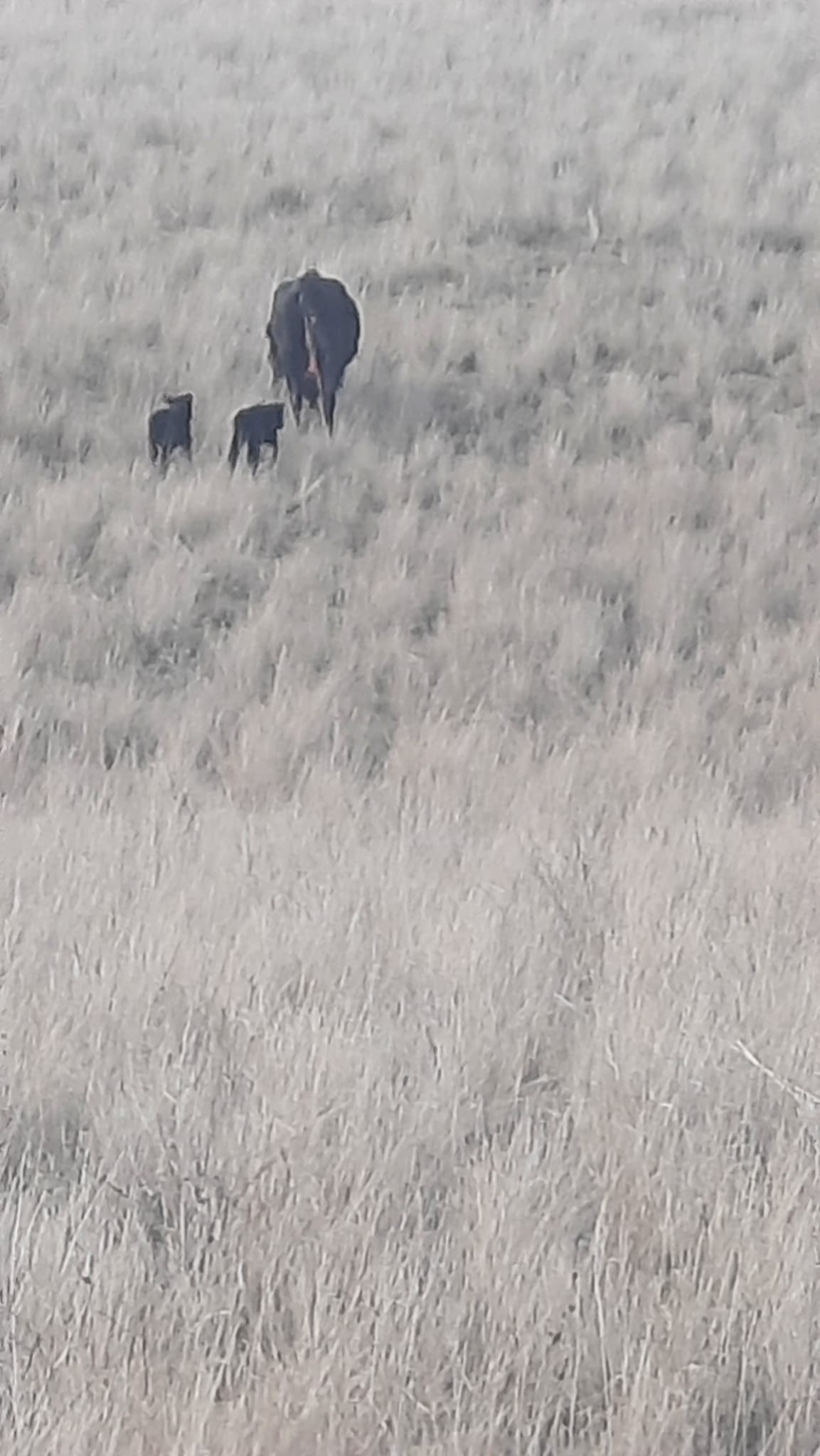 Half Beef Oregon